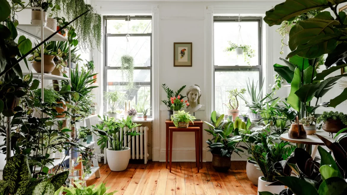 Indoor Plants For Home Decor